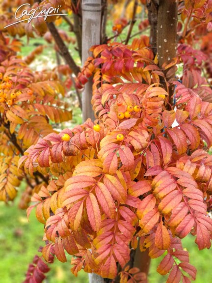 Горобина звичайна 'Autumn Spire' - 4
