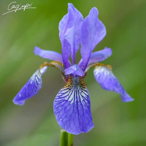 Ірис сибірський 'Blue King' #3, C3 - - 1