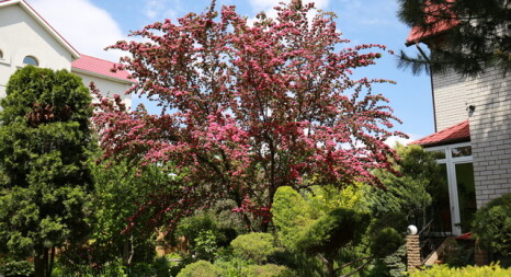 Дерева Садового Центру
