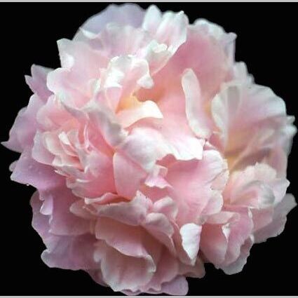 Півонія трав'яниста 'James Pillow' - 2