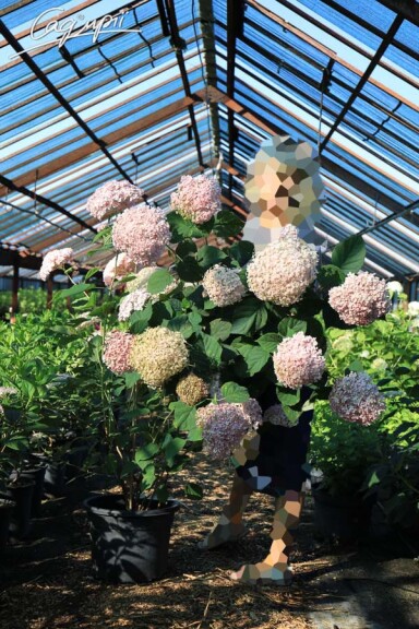 Гортензия древовидная 'Magical Pinkerbell'' #3, Р9 - - 3