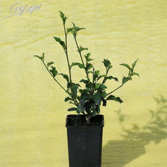 Гибискус сирийский 'French Cabaret Pastel'® - 6