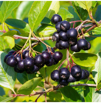 Аронія сливолиста 'Viking'