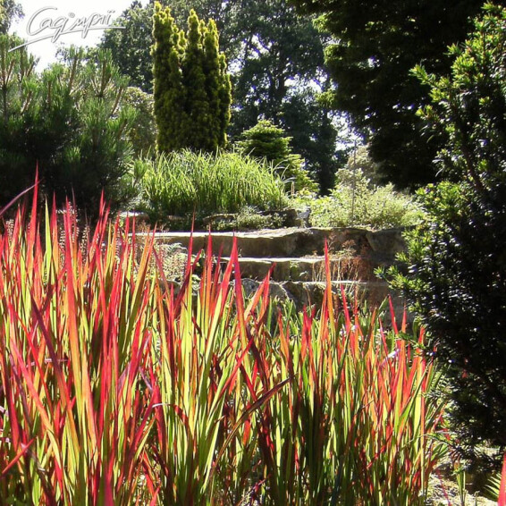 Императа цилиндрическая 'Red Baron', C2 - - 7