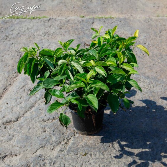 Дерен паростковий 'Kelsey's Dwarf' - 3