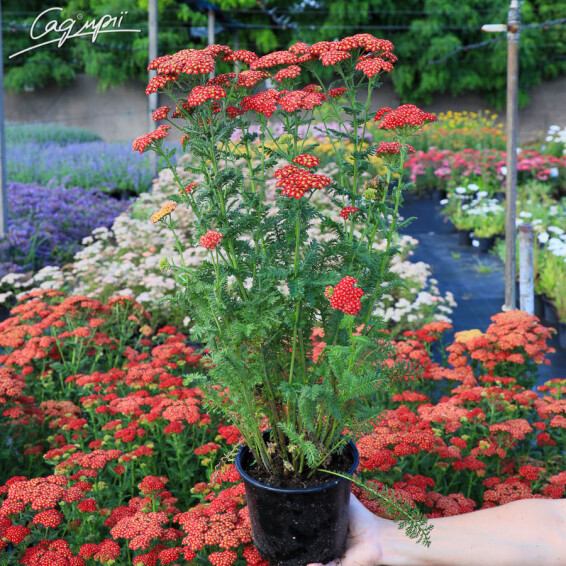 Тысячелистник гибридный 'Red Velvet', C1 - - 6