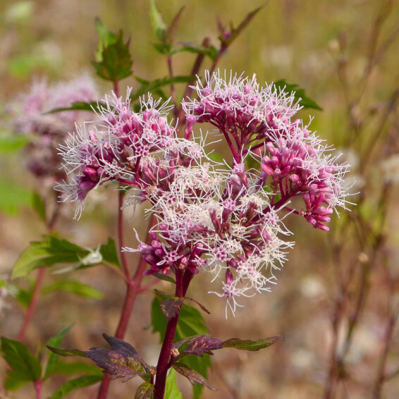 Сідач плямистий 'Baby Joe' - 2