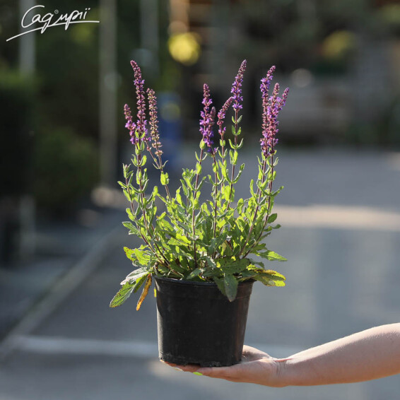 Шалфей дубравный 'Caradonna', p9 - - 1