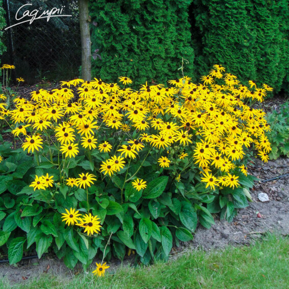 Рудбекия блестящая 'Goldsturm' #2, C3 - - 6 Рудбекия блестящая 'Goldsturm' #2, C3 - - 6