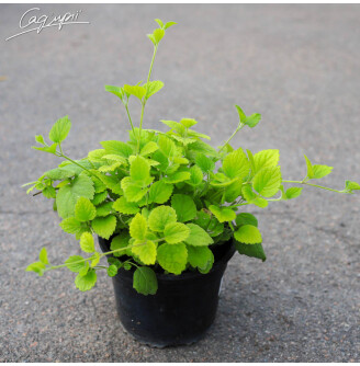 Глуха кропива жовта