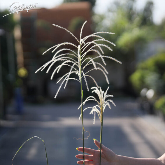 Мискантус китайский 'Graziella' - 4