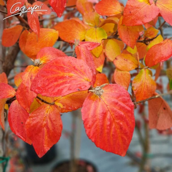 Калина Берквуда 'Anne Russell' - 3