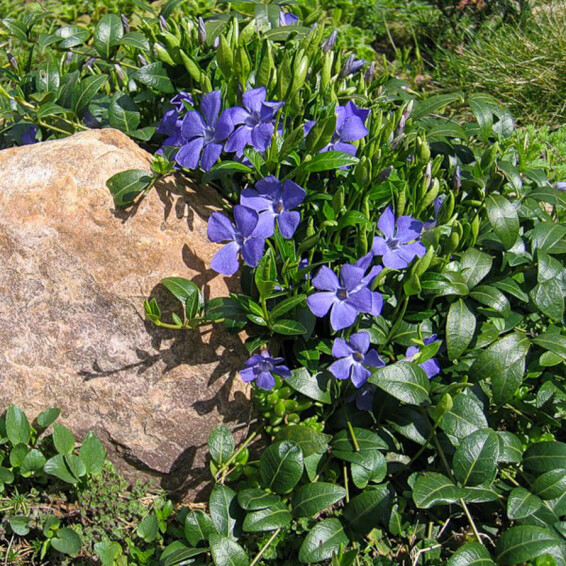 Барвінок малий - 3