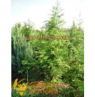 Метасеквойя гліптостробовидна