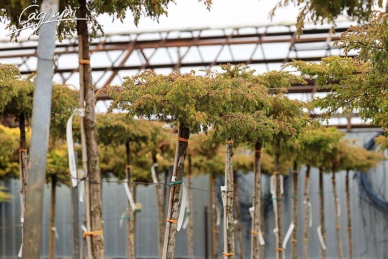 Ялівець горизонтальний 'Golden Carpet' - 6