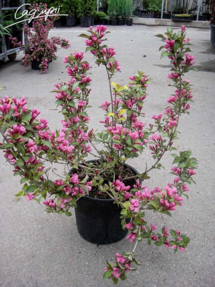 Вейгела 'Feline Courtamon' - 4