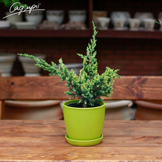 Можжевельник чешуйчатый 'Golden Flame' - 1