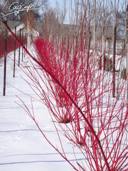 Дерен білий 'Sibirica' - 4