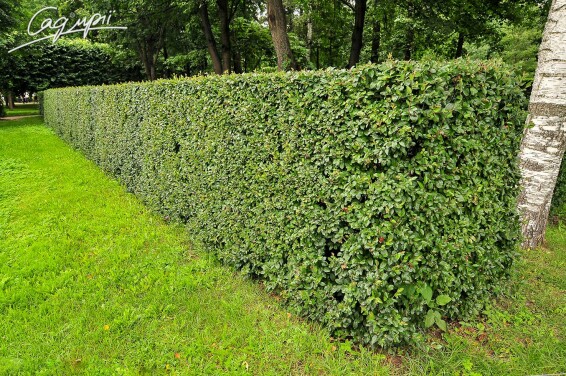 Кизильник блискучий - 3