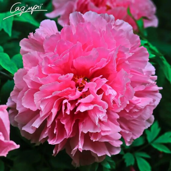 Пион травянистый 'Pink' - 6