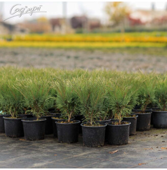 Ялівець козацький 'Blue Sparkle'