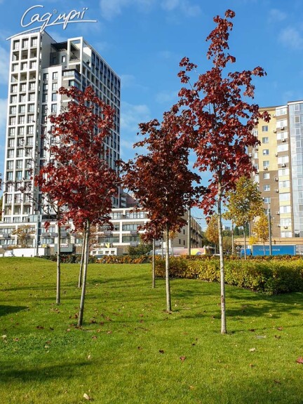 Клен гостролистий 'Royal Red' - 5