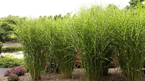 Мискантус ‘Strictus’ - одна из лучших декоративных трав