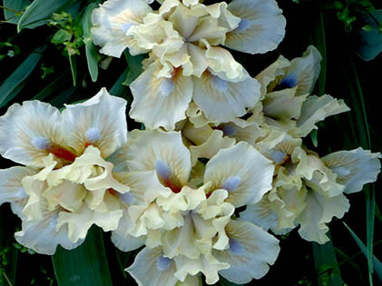 Багаторічні квіти