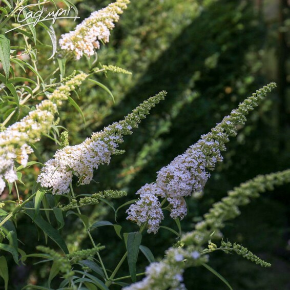 Буддлея Давида 'White Profusion' - 7