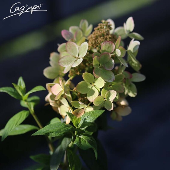 Гортензия метельчатая 'Pastelgreen'® - 1