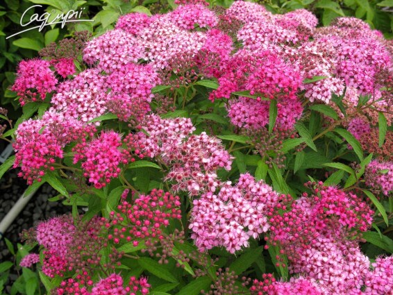 Спірея японська 'Anthony Waterer' #2, С14 - - 1