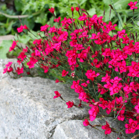 Гвоздика сірувато-блакитна 'Rubin' - 4 Гвоздика сірувато-блакитна 'Rubin' - 4