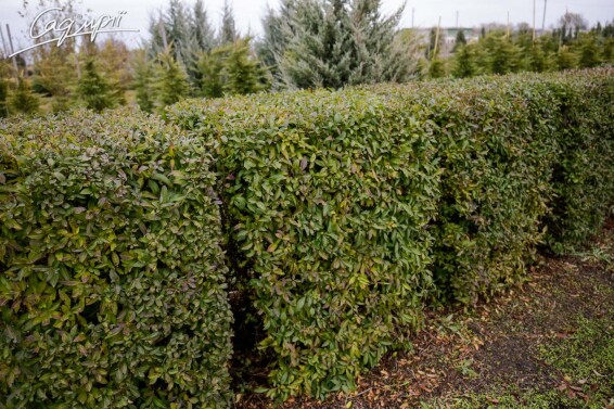Бирючина звичайна 'Atrovirens', формов. боскет #1, WRB 150-175 - 9