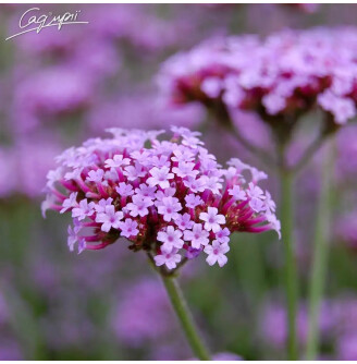 Вербена бонарська