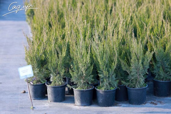 Можжевельник китайский 'Spearmint' - 4