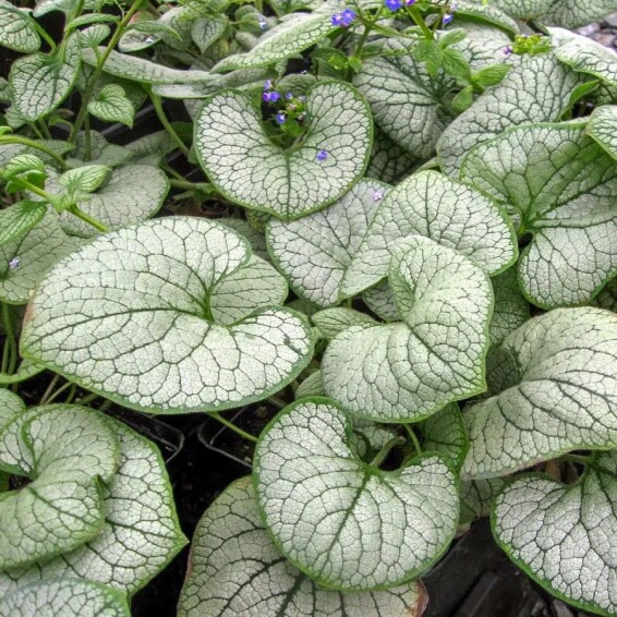 Брунера великолиста 'Silver Heart'® PBR - 6