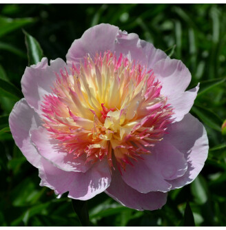 Півонія трав'яниста 'Zhemchuzhnaya Rossyp'