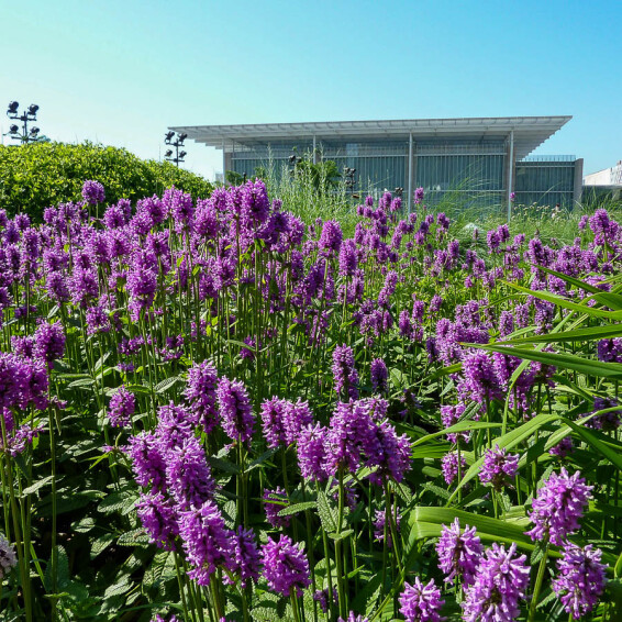 Чистец Монье 'Hummelo' - 7