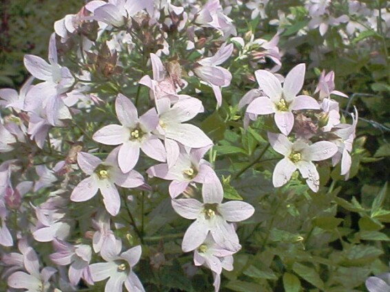 Дзвоник молочноквітковий 'Loddon Anna' - 1 Дзвоник молочноквітковий 'Loddon Anna' - 1