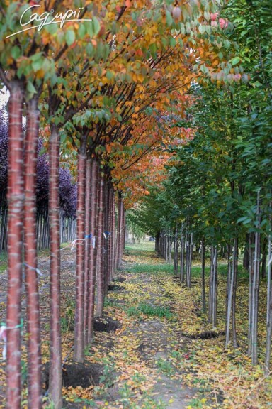 Слива Саржента 'Rancho' #2, WRB 25--30 450-500 St. 200-225 - 5