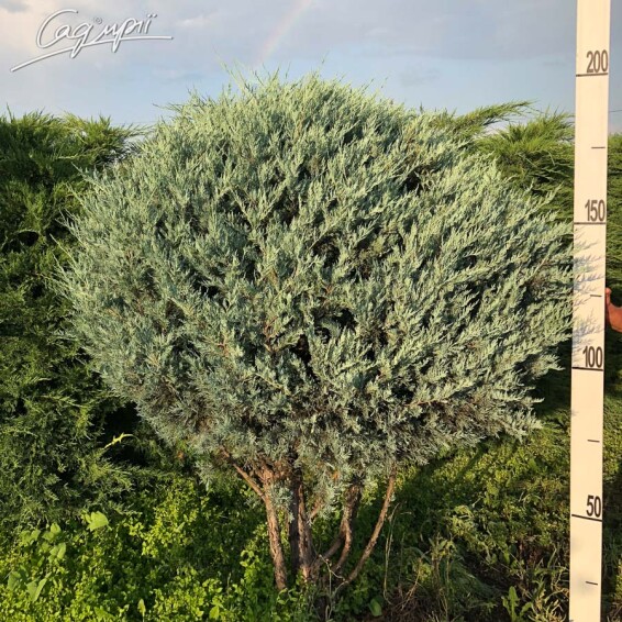 Ялівець скельний 'Moonglow' - 7