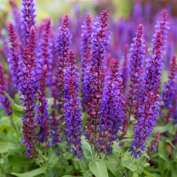 Шалфей дубравный 'Rianne® PBR' - 4