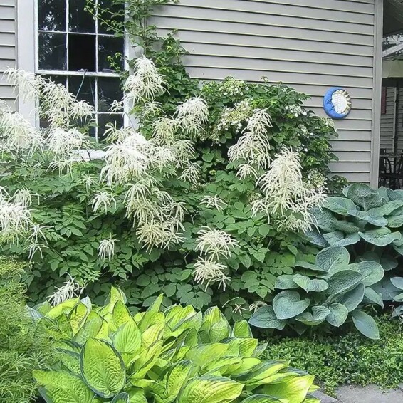 Волжанка двудомная - 1 Волжанка двудомная - 1