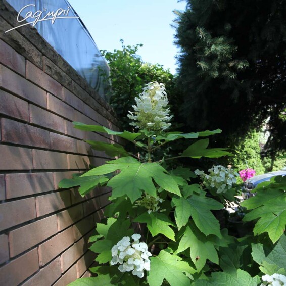 Гортензія дуболиста 'Ruby Slippers' - 1