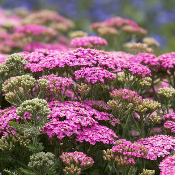 Деревій гібридний 'Pretty Belinda' - 4