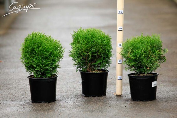 Туя западная 'Tiny Tim' - 6