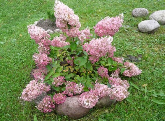 Гортензія волотиста ''Pink Lady' - 1