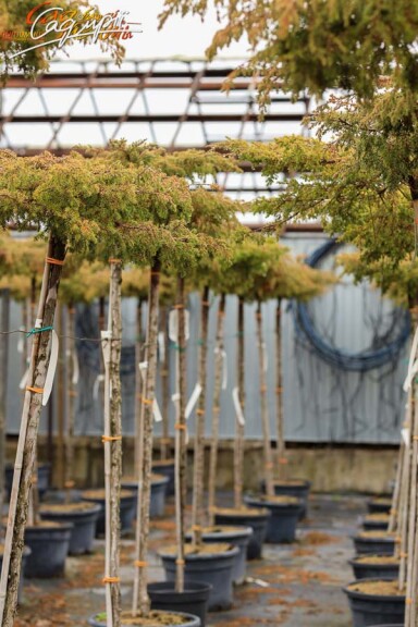 Ялівець горизонтальний 'Golden Carpet' - 4