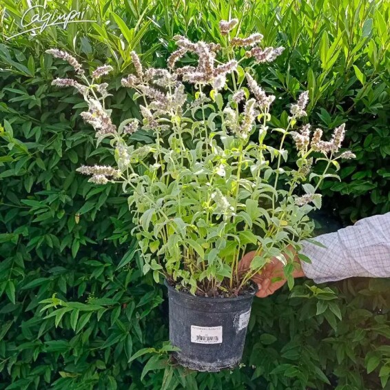 М'ята довголиста 'Buddleia' - 3