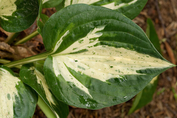 Хоста 'Revolution' ® #1, С2,C3 - - 2